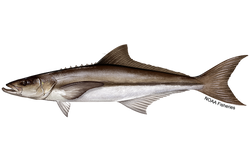 Cobia Calcutta