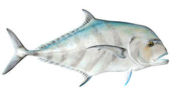 African Pompano Calcutta
