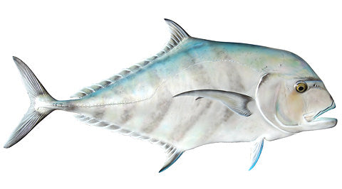 African Pompano Calcutta