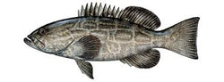 Black Grouper Calcutta