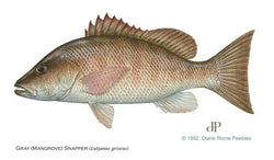 Mangrove Snapper Calcutta