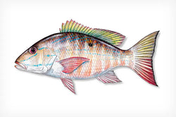 Mutton Snapper Calcutta