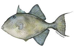 Triggerfish Calcutta